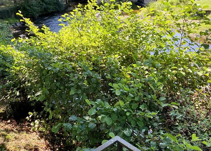 Le Petit Bouleau Appartement *